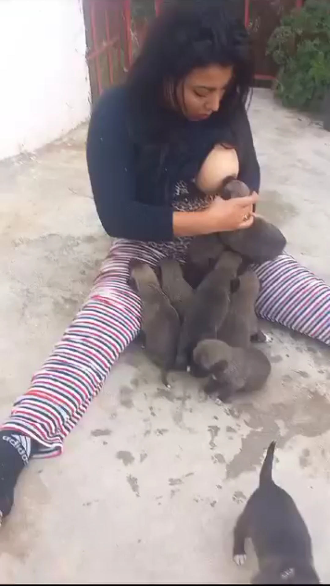 beautiful girl puppy feed own boobs